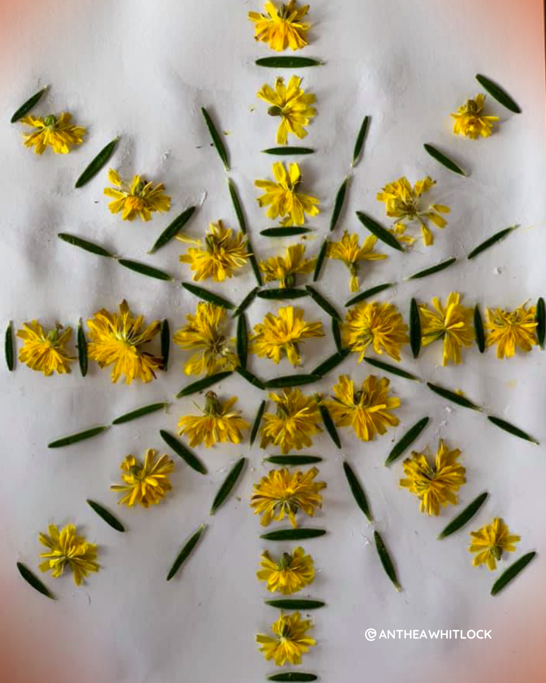 daisy mandala